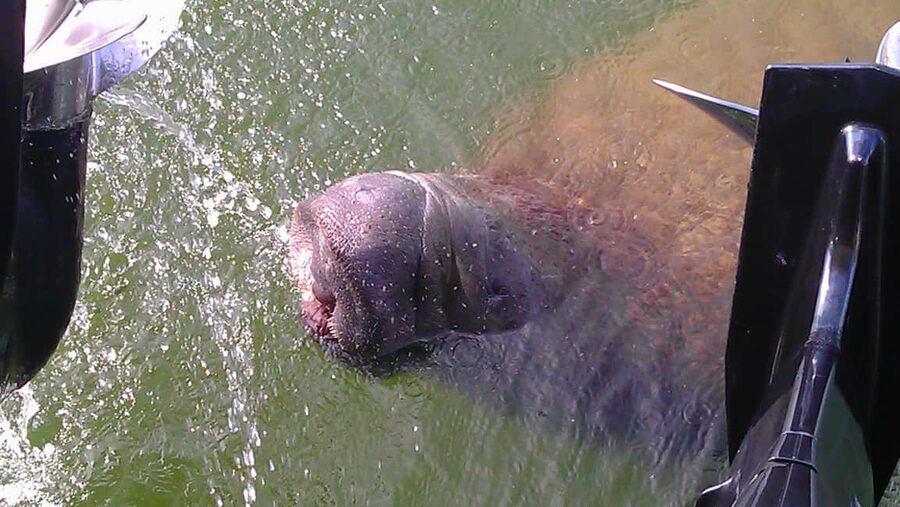 Cocoa Beach: Thousand Islands Banana River Boat Cruise - Key points to know before you book