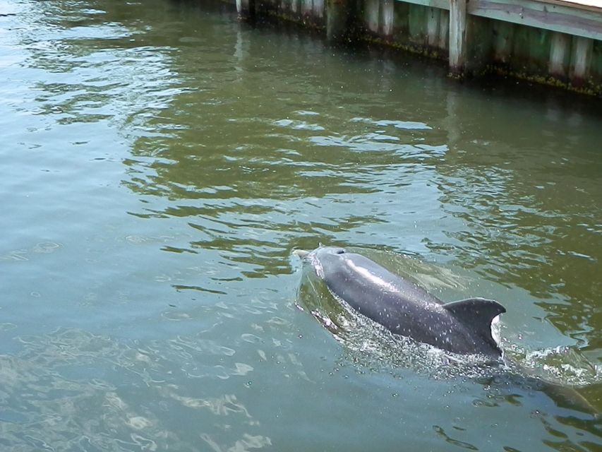 Cocoa Beach: Thousand Islands Banana River Boat Cruise - Mangroves, birds, dolphins, and manatees