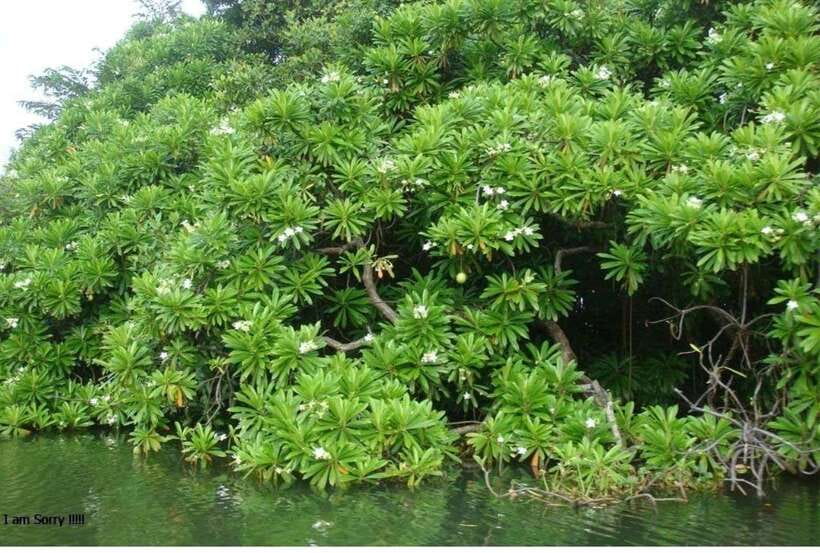 Colombo/Negombo: Muthurajawela & Dutch Canal Boat Adventure - Why this five-hour outing works