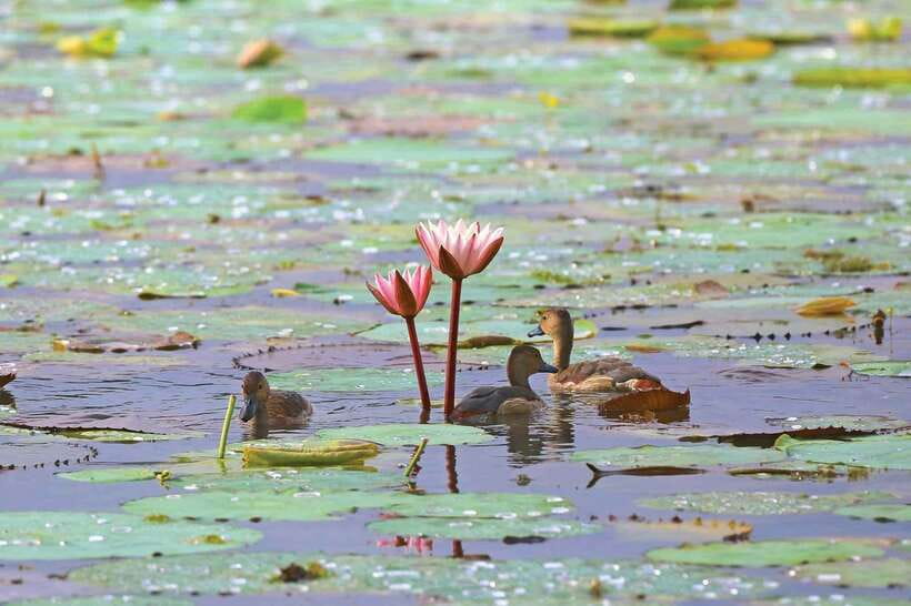 Colombo/Negombo: Muthurajawela & Dutch Canal Boat Adventure - Returning by 11:00 a.m.