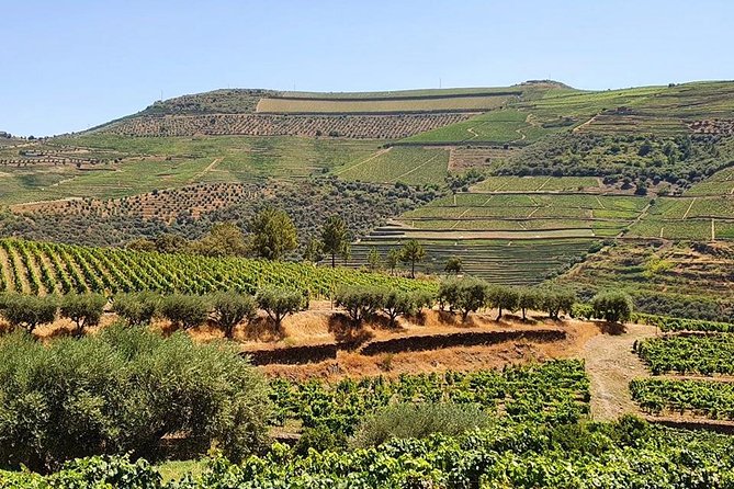 Complete Douro Valley Wine Tour with Lunch, Wine Tastings and River Cruise - The guides shape the day