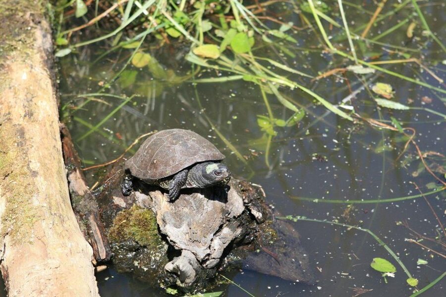 Crystal River: Manatee Viewing Cruise - Who should book this Crystal River cruise?