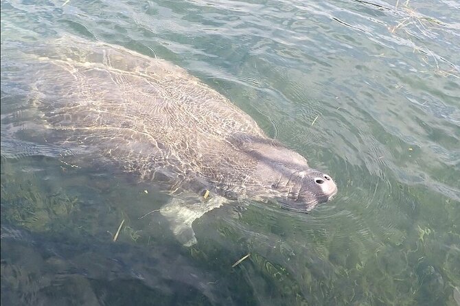 Crystal River: Manatee Viewing Cruise - Finding manatees in every season