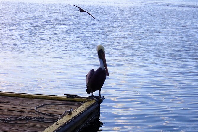 Crystal River: Manatee Viewing Cruise - More than manatees: birds, turtles, and possible dolphins