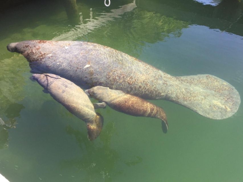 Crystal River: Manatee Viewing Cruise - Captains who make the difference