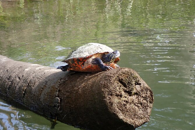 Crystal River: Manatee Viewing Cruise - A quiet ride into 600-acre Kings Bay