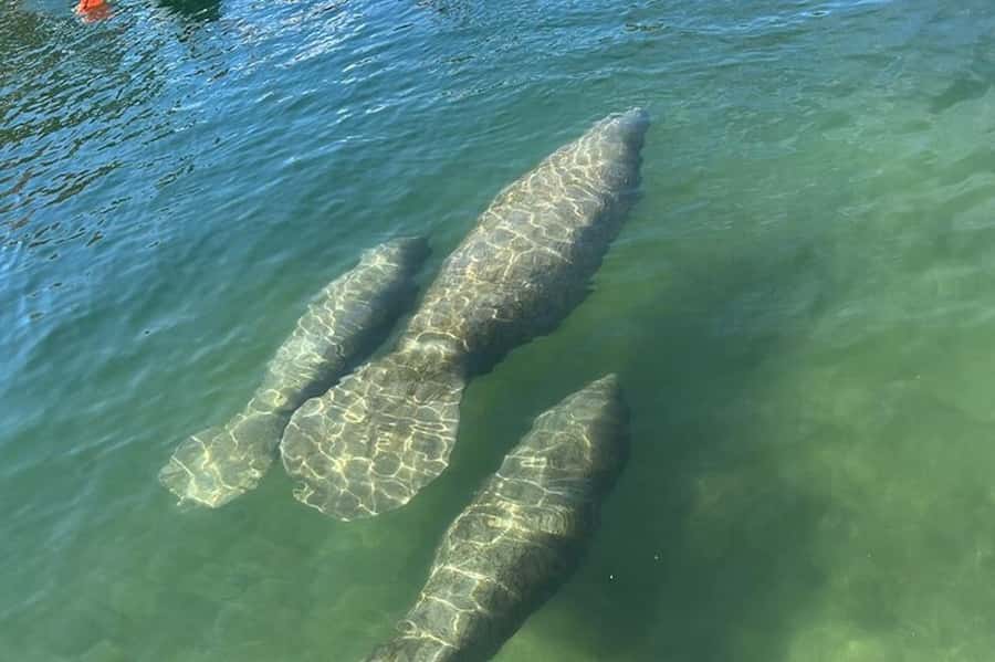 Crystal River: Sunset Cruise in Kings Bay - Key points to know before you book