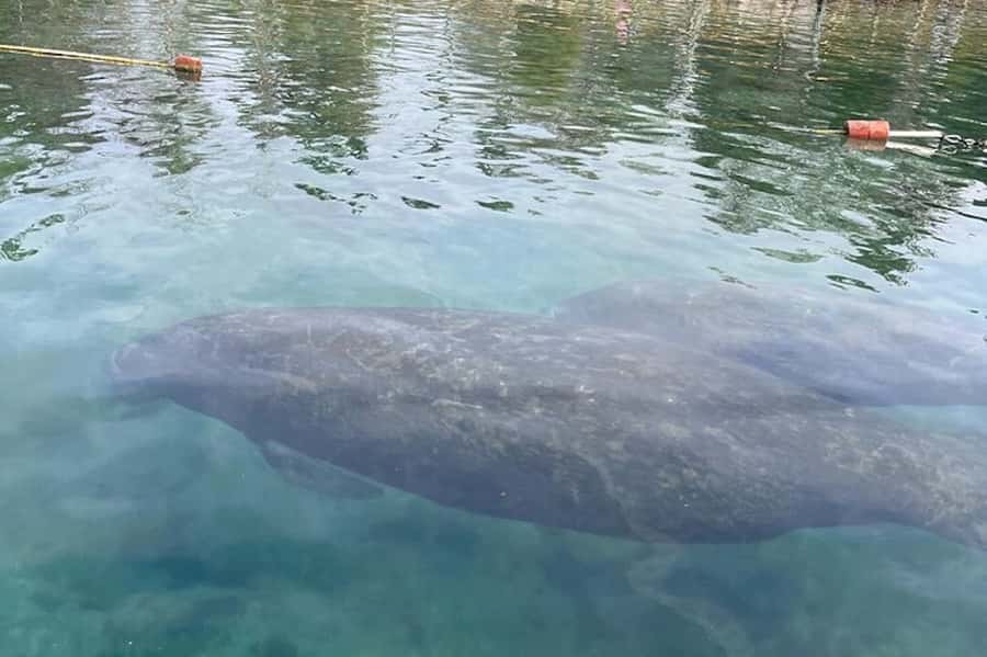 Crystal River: Sunset Cruise in Kings Bay - Looking for manatees in their natural setting