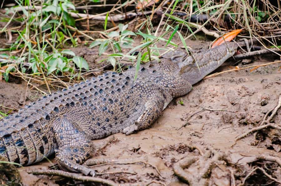 Daintree: Guided Daintree River Wildlife Cruise - Setting out from Bruce Belcher & Son