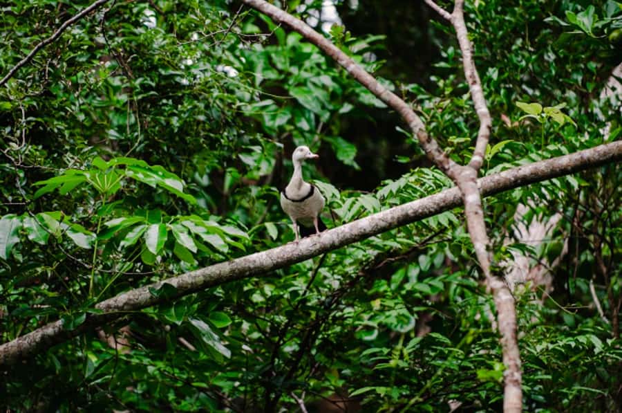 Daintree: Guided Daintree River Wildlife Cruise - One hour along the Daintree River