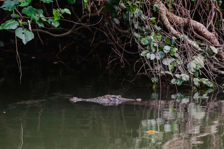 Daintree: Guided Daintree River Wildlife Cruise - The guide makes the difference