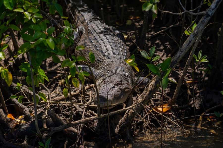Daintree: Guided Daintree River Wildlife Cruise - Assessing the $28 price