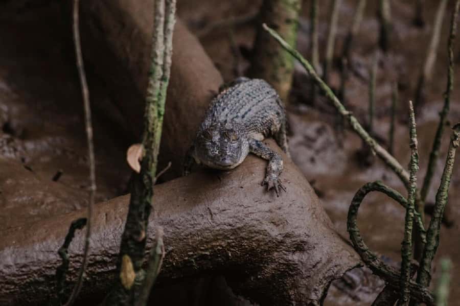 Daintree: Guided Daintree River Wildlife Cruise - Practical tips for a better departure