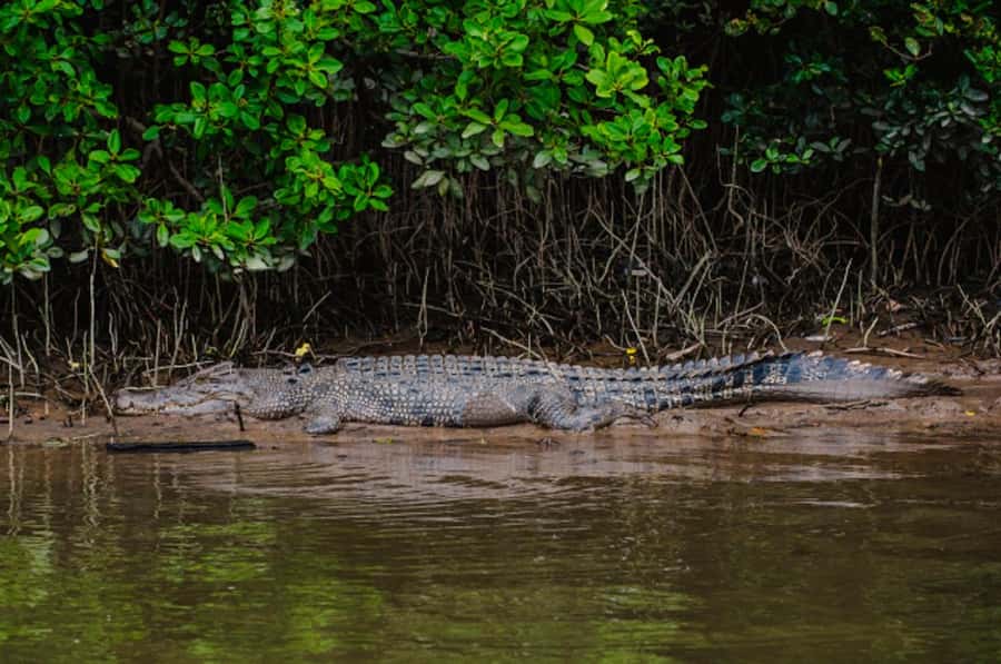 Daintree: Guided Daintree River Wildlife Cruise - FAQ