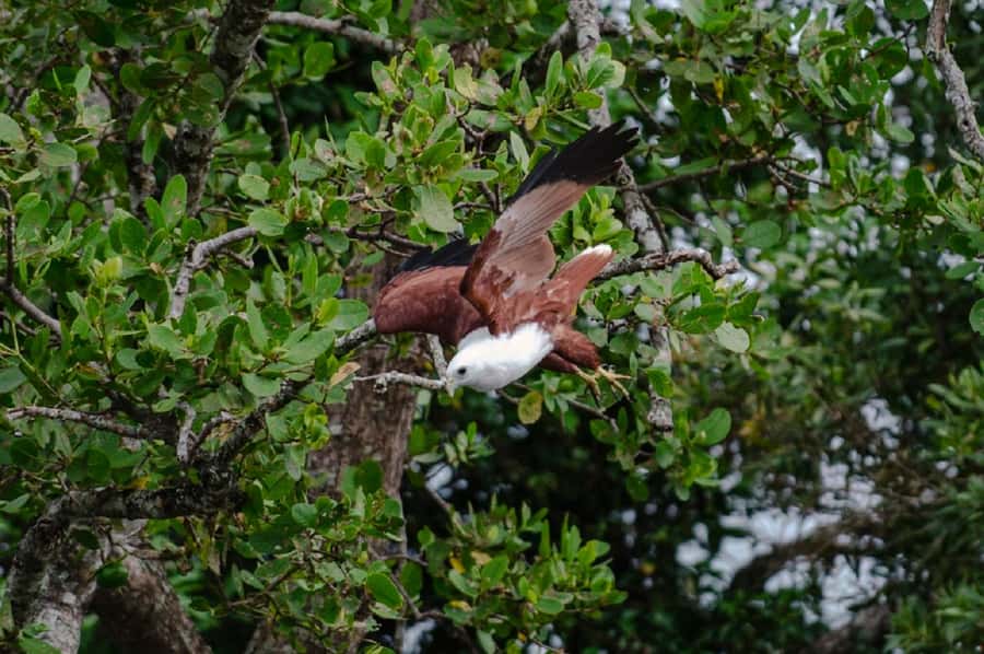 Daintree: Guided Daintree River Wildlife Cruise - Why the mangroves matter