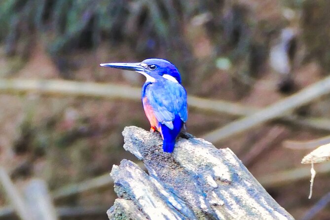 Daintree River Cruise - Quick reasons to consider this river cruise