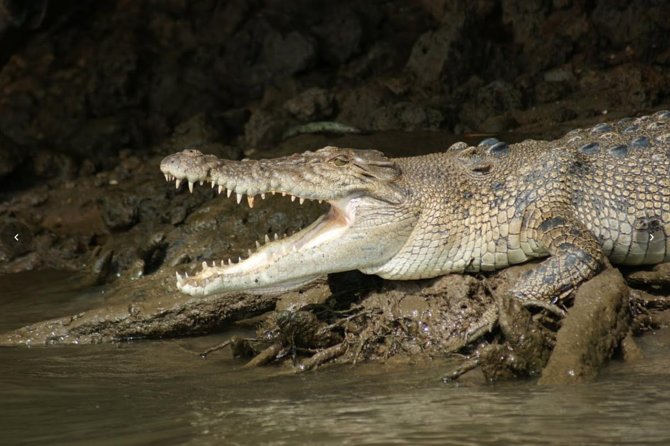 Daintree River Cruise - What you may see from the boat
