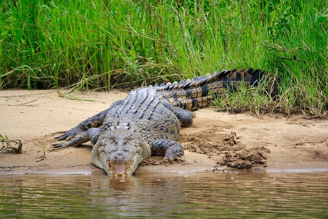 Daintree River Cruise - Guides make the difference