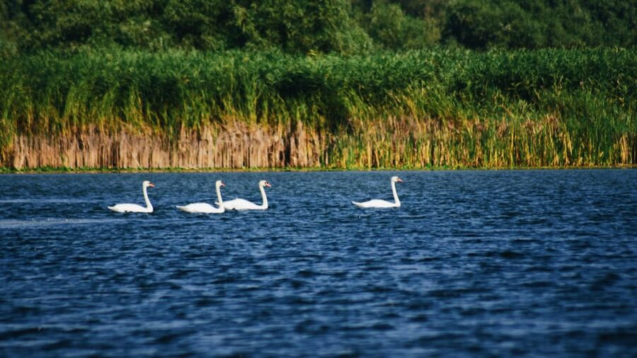 Danube Delta: Boat Tour Through the Water Lily Reserve - Key points about the Water Lily Reserve tour