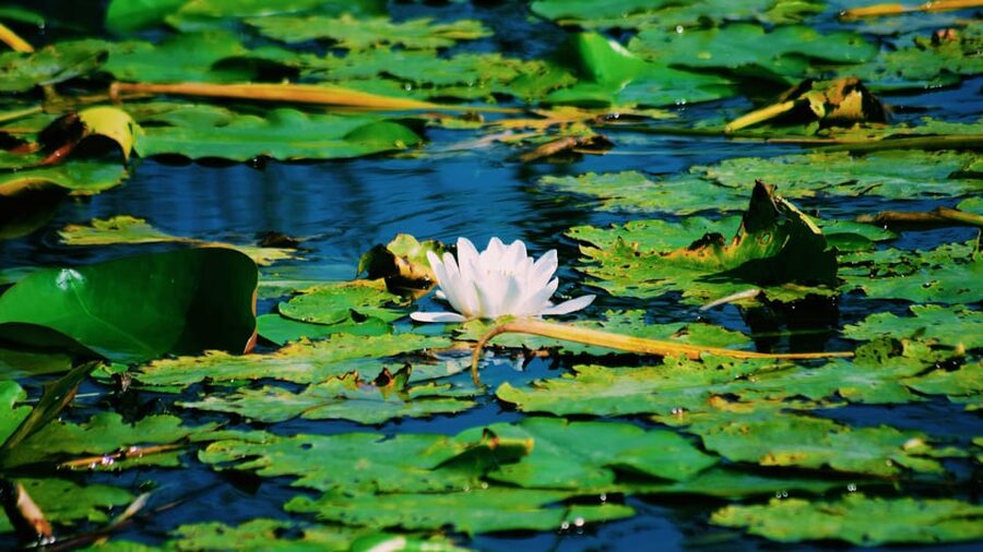 Danube Delta: Boat Tour Through the Water Lily Reserve - Setting out from Murighiol into the Danube Delta