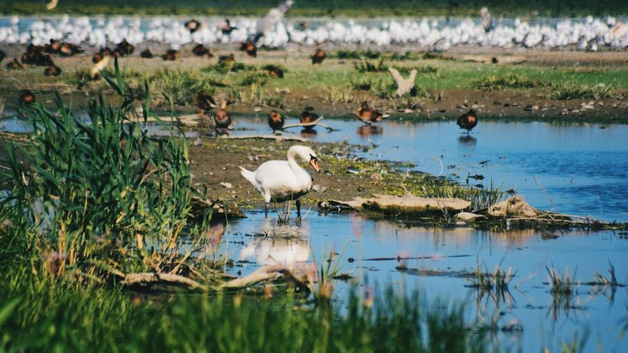 Danube Delta: Boat Tour Through the Water Lily Reserve - Why the water lilies are the star of the ride