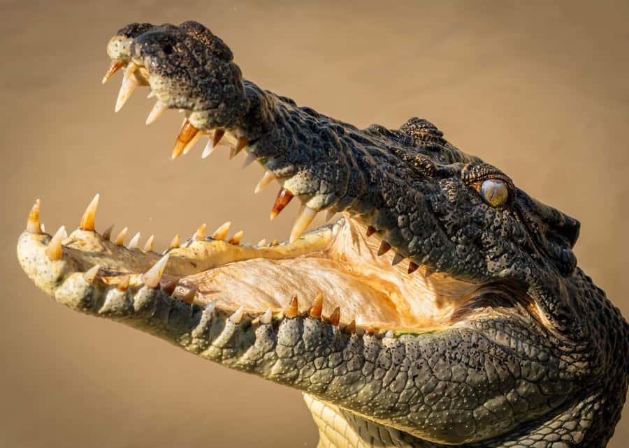 Darwin: Adelaide River Cruises, Jumping Crocodile Experience - Key points at a glance