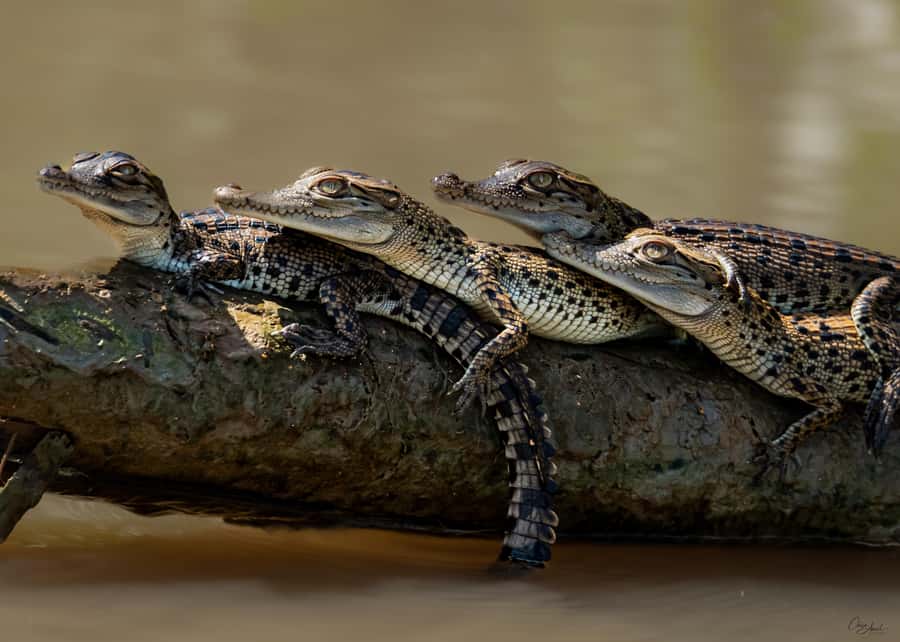 Darwin: Adelaide River Cruises, Jumping Crocodile Experience - Why the Adelaide River crocodile cruise is worth your time