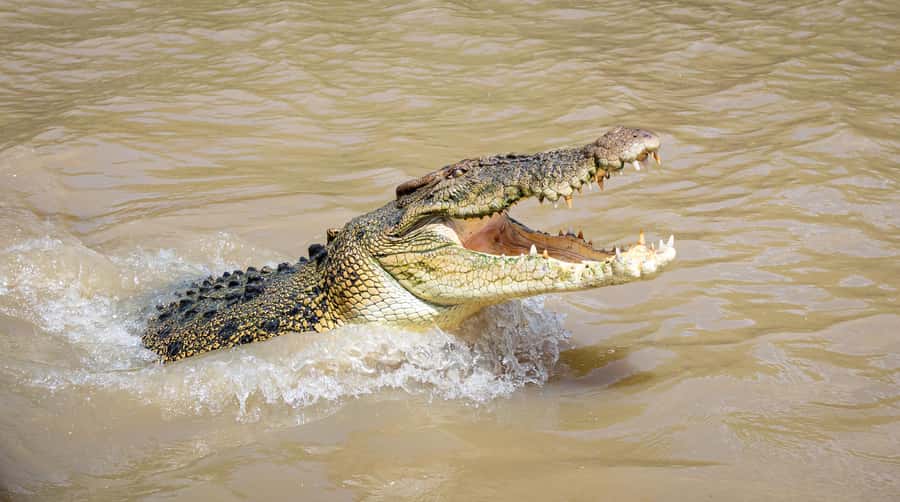 Darwin: Adelaide River Cruises, Jumping Crocodile Experience - Leaving the dock and scanning the river
