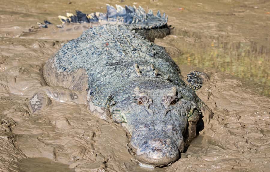 Darwin: Adelaide River Cruises, Jumping Crocodile Experience - What the guide adds to the hour
