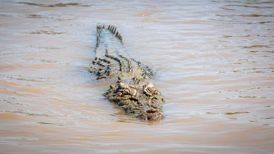 Darwin: Adelaide River Cruises, Jumping Crocodile Experience - Price, timing, and what is included