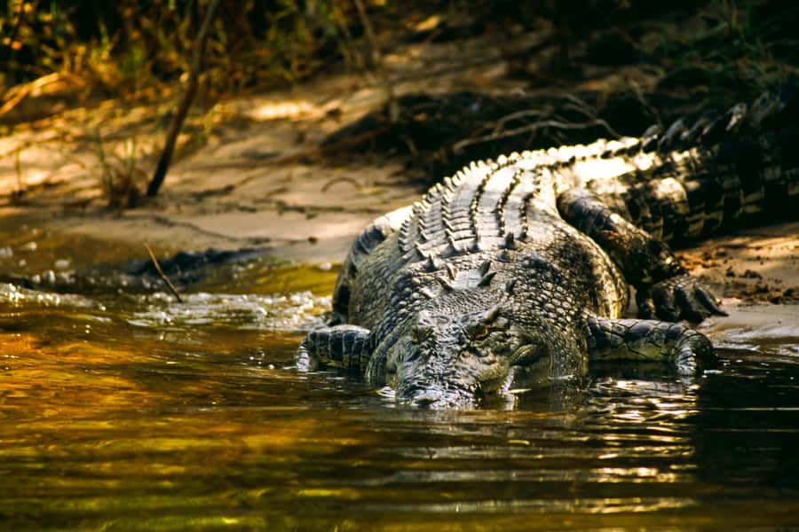 Darwin: Jumping Crocodile River Cruise with Shuttle Bus - Why the jumping crocodile cruise works