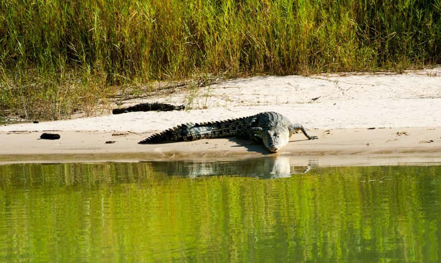 Darwin: Jumping Crocodile River Cruise with Shuttle Bus - Is $84 a fair price?