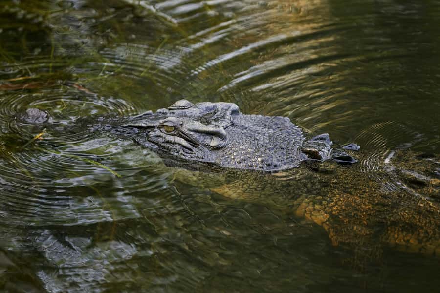 Darwin: Jumping Crocodile River Cruise with Shuttle Bus - What the ratings tell you about the experience