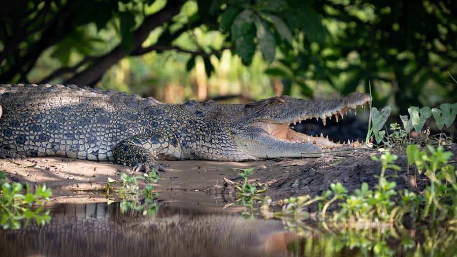 Darwin: Kakadu National Park, Yellow Water River Cruise - Key points to know before booking