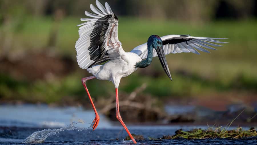 Darwin: Kakadu National Park, Yellow Water River Cruise - Why Kakadu works best as a full-day outing