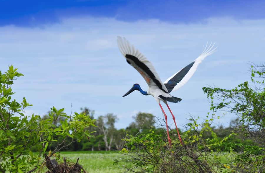 Darwin: Kakadu National Park, Yellow Water River Cruise - What the $424 price includes