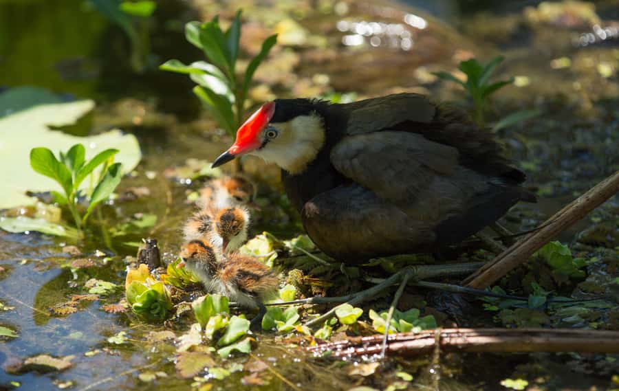 Darwin: Mary River Wetlands Wildlife Cruise with Lunch - Guides make or break this day