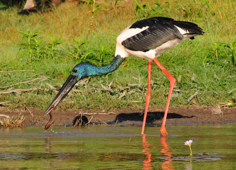 Darwin: Mary River Wetlands Wildlife Cruise with Lunch - Is the $166 price fair?