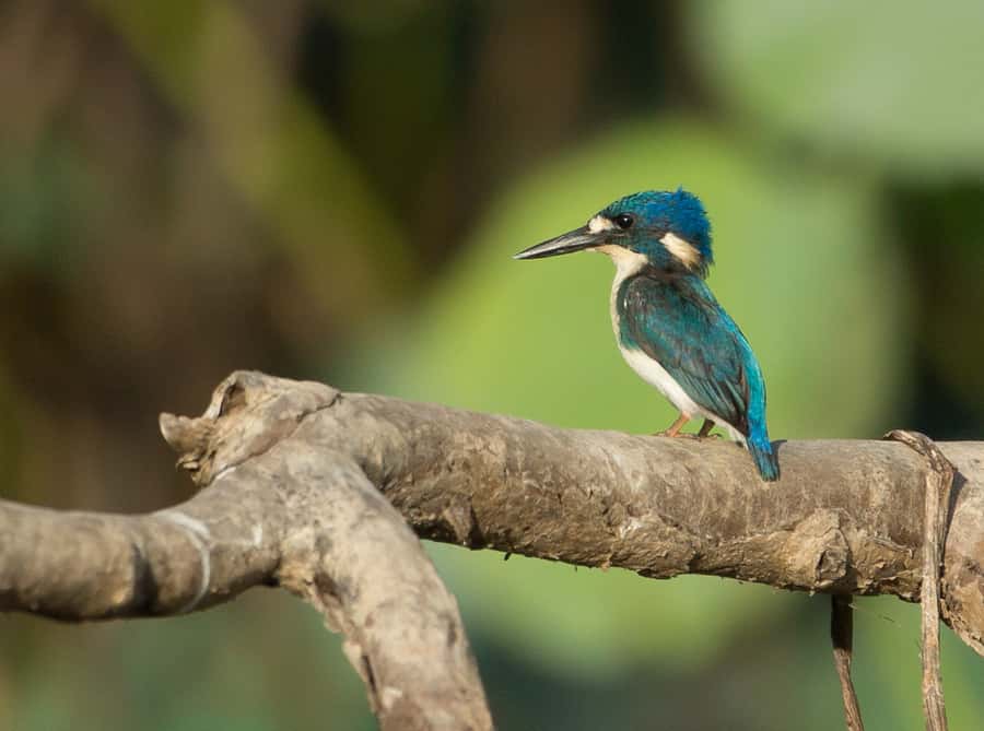 Darwin: Mary River Wetlands Wildlife Cruise with Lunch - Who will enjoy it most?