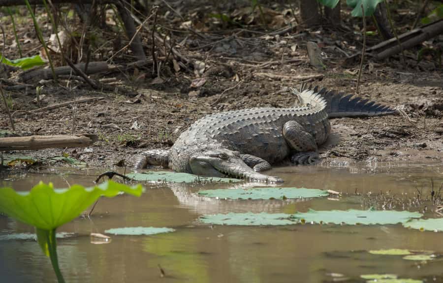 Darwin: Mary River Wetlands Wildlife Cruise with Lunch - Booking advice for the best day