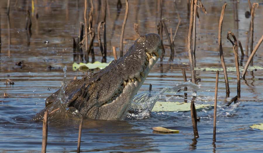 Darwin: Mary River Wetlands Wildlife Cruise with Lunch - Fogg Dam and the story of a changed wetland