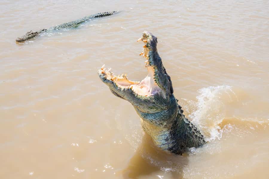 Darwin: Spectacular Jumping Crocodile Adelaide River Cruise - Boarding the covered boat