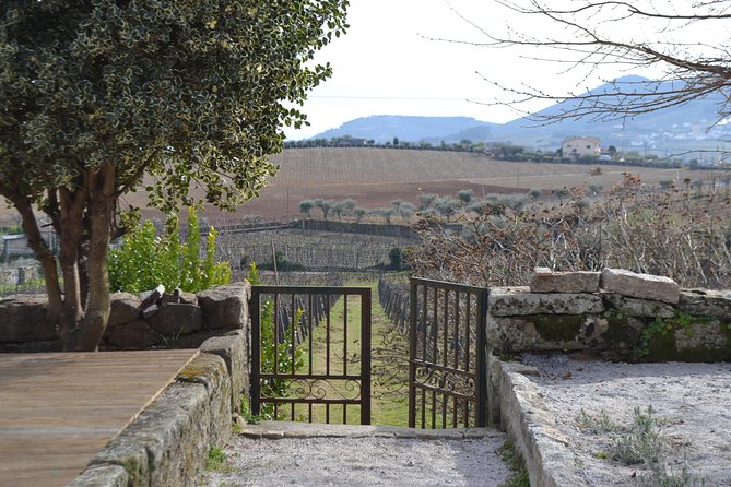 Douro Valley Tour: 2 Vineyard Visits, River Cruise, Winery Lunch - The famous N222 and the road to Pinhão