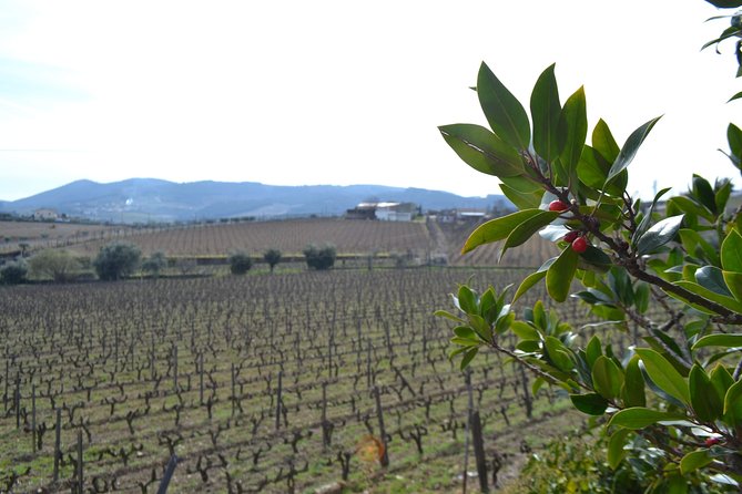 Douro Valley Tour: 2 Vineyard Visits, River Cruise, Winery Lunch - Pinhão and the traditional Rabelo boat