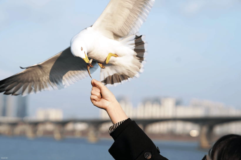 Eland Han River Cruise & Ashley Marine Buffet - Seeing Seoul from Yeouido Dock