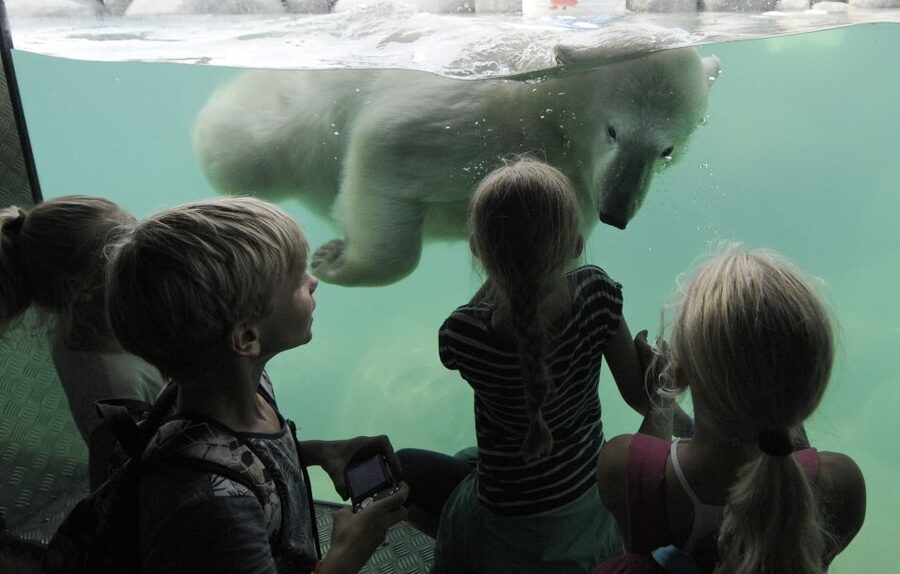 Emmen: Wildlands Adventure Zoo and Rimbula River Boat Ride - Key points to know before you go