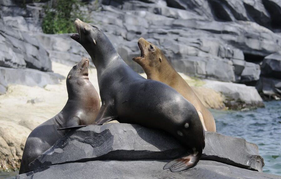 Emmen: Wildlands Adventure Zoo and Rimbula River Boat Ride - Why Wildlands works as a full-day outing