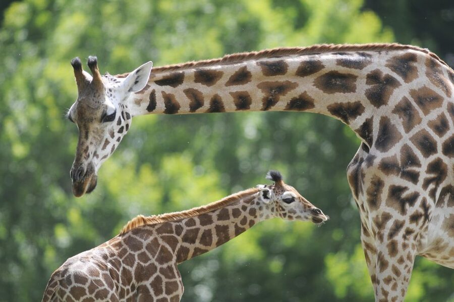 Emmen: Wildlands Adventure Zoo and Rimbula River Boat Ride - Jungle Trail and Animazia give children room to move
