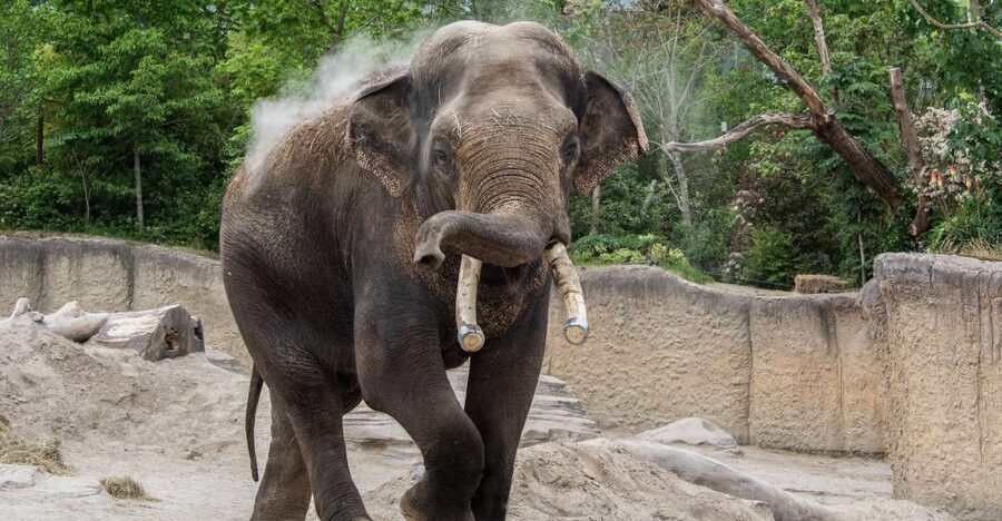 Emmen: Wildlands Adventure Zoo and Rimbula River Boat Ride - Serenga puts you near the savanna animals