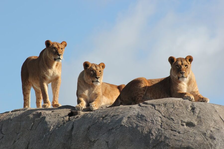 Emmen: Wildlands Adventure Zoo and Rimbula River Boat Ride - Nortica brings polar animals into the day